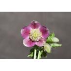 クリスマスローズ開花株 SDリバーシブルレッド 293 現品限り