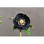 ショッピング苗 クリスマスローズ開花株 DD多弁咲き系赤蕊ブラック 298 現品限り