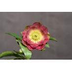 クリスマスローズ開花株 DDグロッシーカラー☆グロスイエローコーラルレッド 302 現品限り