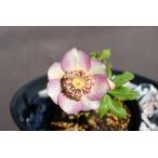 クリスマスローズ開花株 SDバイカラーゴールド 306 現品限り