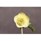 クリスマスローズ開花株 SDイエローモーリー 313 現品限り