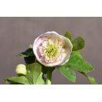 クリスマスローズ開花株 SDカップ咲きホワイトふんわりピコティ 314 現品限り