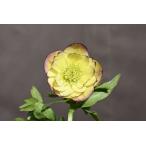 クリスマスローズ開花株 芳香性DDフレグランスソフトイエローエンジェル 315 現品限り