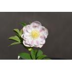 クリスマスローズ開花株 DDプリマヴェーラホワイトゴールド 317 現品限り