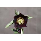 クリスマスローズ開花株 SDグロッシーカラー☆グロスチョコレートピコネクタリ 318 現品限り