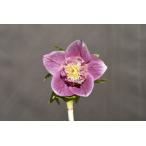 クリスマスローズ開花株 SD多弁咲きレッドゴールドリバーシブル 319 現品限り