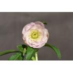 クリスマスローズ開花株 DDソフトグラデーション 322 現品限り