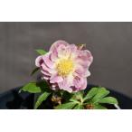 クリスマスローズ開花株 DDプリマヴェーラゴールド 325 現品限り