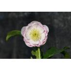 クリスマスローズ開花株 芳香性DDフレグランスプリマヴェーラ 326 現品限り