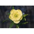 クリスマスローズ開花株 DDアフロディーテ 330 現品限り