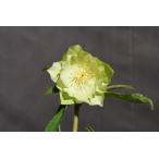 クリスマスローズ開花株 DDミントグリーンゴールド 332 現品限り