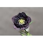 クリスマスローズ開花株 DD多弁咲き系ダークグレープ 340 現品限り