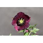 クリスマスローズ開花株 SDグロッシーカラー☆グロスバーガンディレッド 341 現品限り