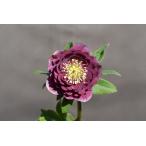 クリスマスローズ開花株 DD多弁咲きパープルレッド 342 現品限り