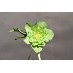 クリスマスローズ開花株 DD多弁咲き系グリーン 343 現品限り