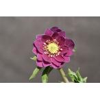 クリスマスローズ開花株 DDエクリプス 346 現品限り