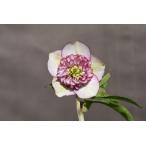 クリスマスローズ開花株 SDバイカラーモーリー 349 現品限り