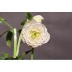 クリスマスローズ開花株 DDホワイトアフロディーテ 351 現品限り