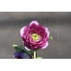 クリスマスローズ開花株 DDグロッシーカラー☆グロスピンクアフロディーテ 355 現品限り