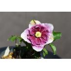 クリスマスローズ開花株 DDプリマヴェーラ 357 現品限り