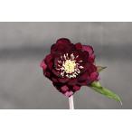 クリスマスローズ開花株 キラメキ寄りのDDグロッシー☆赤蕊ディープレッド 359 現品限り