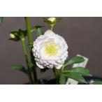 クリスマスローズ開花株 DDリトルアフロディーテ 362 現品限り