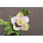 クリスマスローズ開花株 SDピンクバイカラーモーリー 366 現品限り