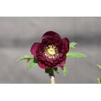 クリスマスローズ開花株 DDグロッシーカラー☆グロスシャガール 369 現品限り