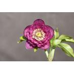 クリスマスローズ開花株 DDグロッシーカラー☆多弁咲きグロスピンクパープル 371 現品限り