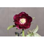 クリスマスローズ開花株 DDグロッシーカラー☆グロスレッド底白系 374 現品限り