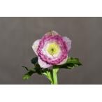 クリスマスローズ開花株 DDピンクグラデーションリトルアフロディーテ 375 現品限り