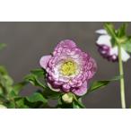 クリスマスローズ開花株 DDアフロディーテプリマヴェーラ 378 現品限り