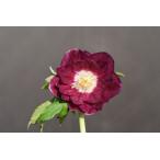 クリスマスローズ開花株 DDグロッシー紅白 379 現品限り