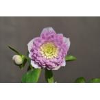 クリスマスローズ開花株 DD多弁咲きプリマヴェーラ 381 現品限り