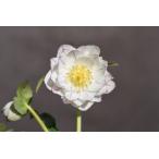 クリスマスローズ開花株 DDプリマヴェーラホワイトゴールド 400 現品限り