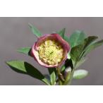 クリスマスローズ開花株 SDバイカラー毬姫 401 現品限り