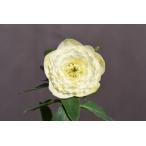 ショッピングクリスマスローズ クリスマスローズ開花株 DDアフロディーテ 425 現品限り