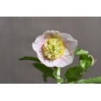 ショッピングクリスマスローズ クリスマスローズ開花株 SDソフトプリマヴェーラ 426 現品限り