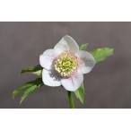 ショッピングクリスマスローズ クリスマスローズ開花株 SD多弁咲き系ホワイトスプラッシュ 428 現品限り