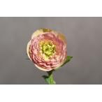 ショッピング苗 クリスマスローズ開花株 DDアンティークアフロディーテ 432 現品限り