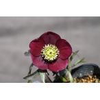 ショッピングクリスマスローズ クリスマスローズ開花株 SDグロッシーカラー☆カラス葉グロスレッド 435 現品限り