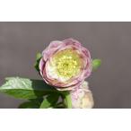 ショッピングクリスマスローズ クリスマスローズ開花株 DDカップ咲きプリマヴェーラ 437 現品限り