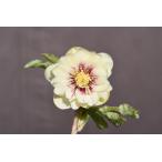 ショッピングクリスマスローズ クリスマスローズ開花株 DDゴールドフラッシュ 438 現品限り