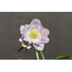 ショッピングクリスマスローズ クリスマスローズ開花株 DDアフロディーテグラデーション 440 現品限り