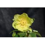 ショッピングクリスマスローズ クリスマスローズ開花株 DDメロンゴールド系グリーンゴールドフラッシュ 444 現品限り
