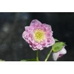 ショッピングクリスマスローズ クリスマスローズ開花株 DD多弁咲き系ピンクミスト 448