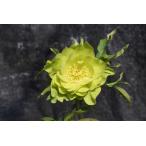 ショッピングクリスマスローズ クリスマスローズ開花株 DD多弁咲き系グリーン 449 現品限り