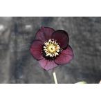 ショッピングクリスマスローズ クリスマスローズ開花株 SDグロッシーカラー☆グロスチョコレート 451 現品限り