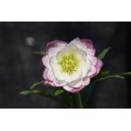 ショッピングクリスマスローズ クリスマスローズ開花株 DDレッドエンジェル 452 現品限り