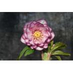 ショッピングクリスマスローズ クリスマスローズ開花株 DDバイカラーピンクゴールドフラッシュ 453 現品限り